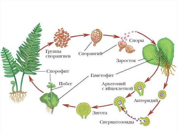 Жизненный цикл папоротника орляка
