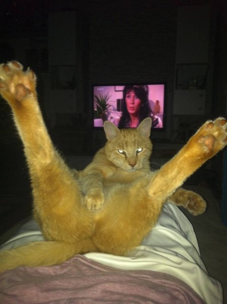 Яйца кота