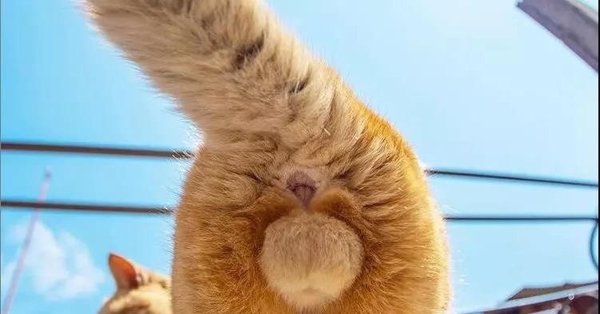 Яйца кота
