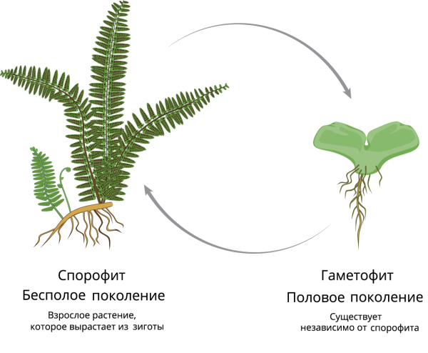 Спорофит и гаметофит папоротника