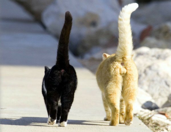 Коты с переплетенными хвостами