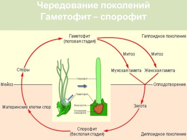 Гасподствующее поколение гаметотофит у