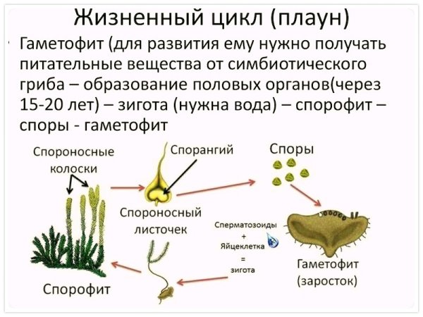 Цикл развития плауна булавовидного