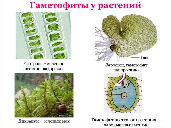 Гаплоидный гаметофит