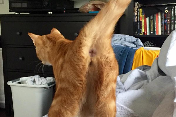 Яйца кота