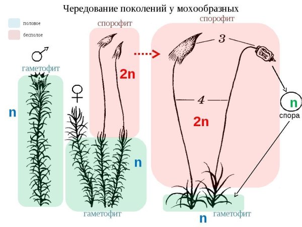 Чередование поколений Кукушкина льна