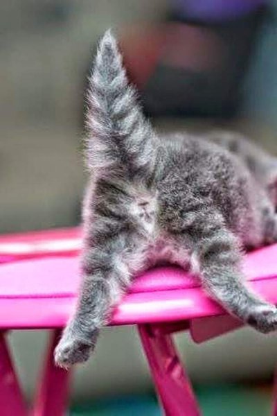 Хвостик котенка