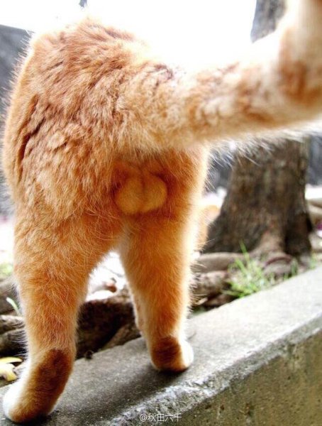 Коты с яйцами