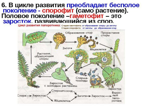 Жизненный цикл папоротника бесполое поколение