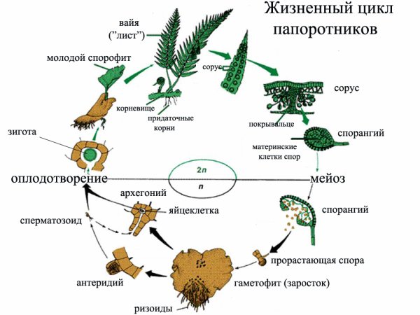 Цикл развития папоротника схема