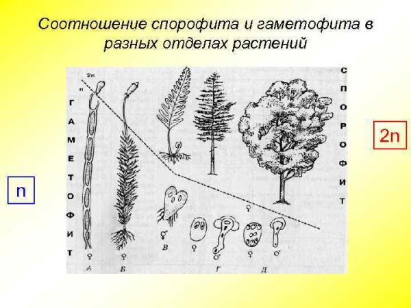 Соотношение спорофита и гаметофита у растений