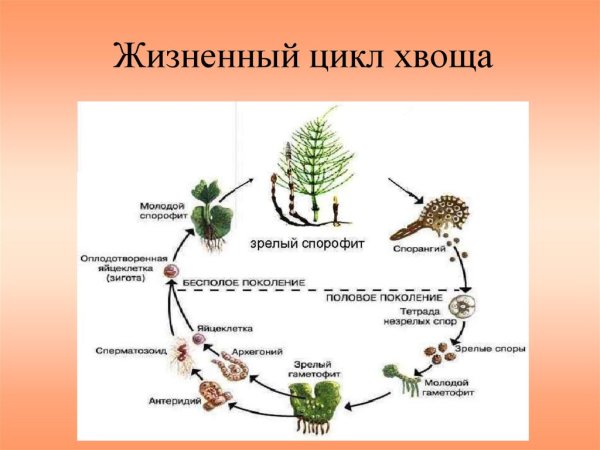 Жизненный цикл хвоща полевого схема