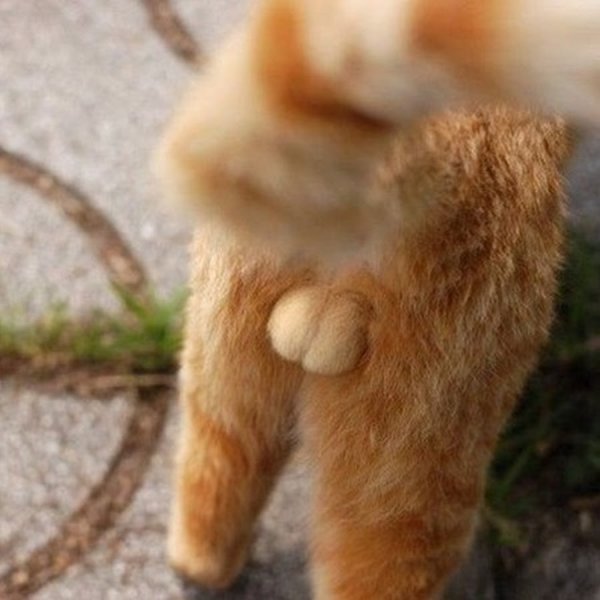Кошачьи попы