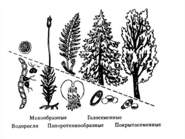 Эволюция гаметофита растений