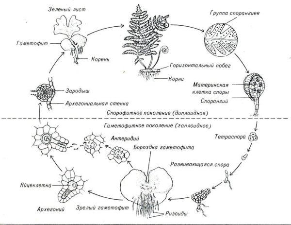 Жизненный цикл папоротника схема ЕГЭ