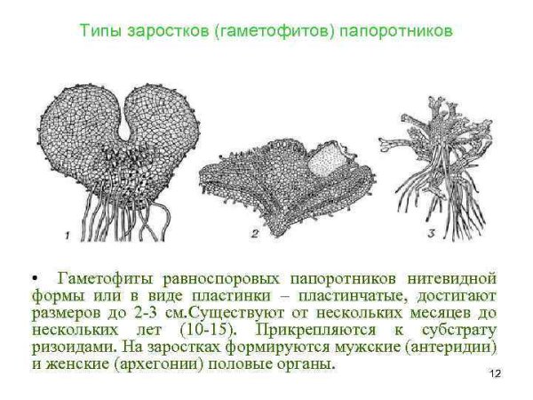 Строение гаметофита папоротника