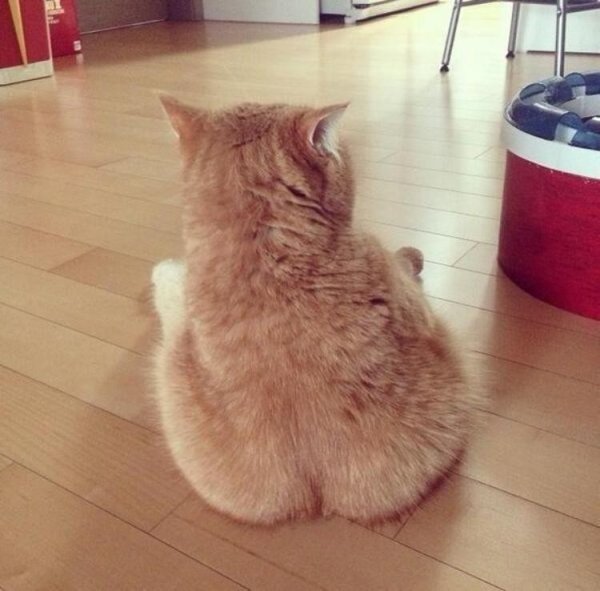 Пушистая попа кота