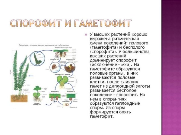 Спорофит и гаметофит в жизненном цикле растений