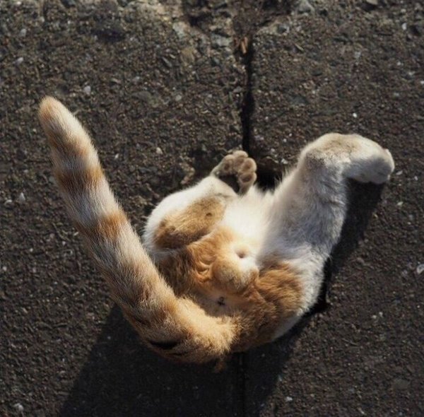 Попа котика