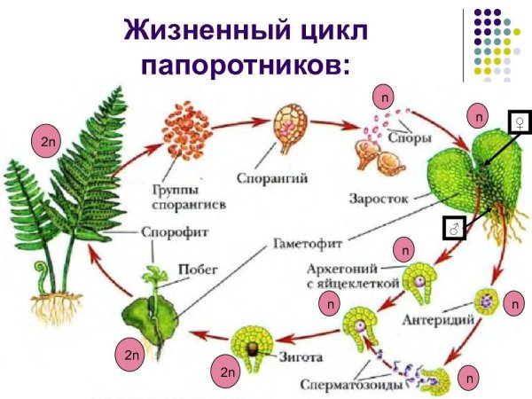Жизненный цикл папоротника щитовника мужского