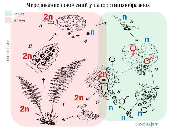 Гаметофит цикл развития растений