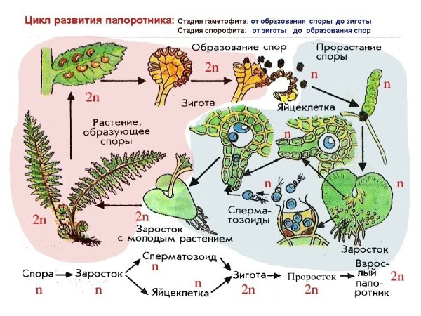 Жизненный цикл папоротника ЕГЭ