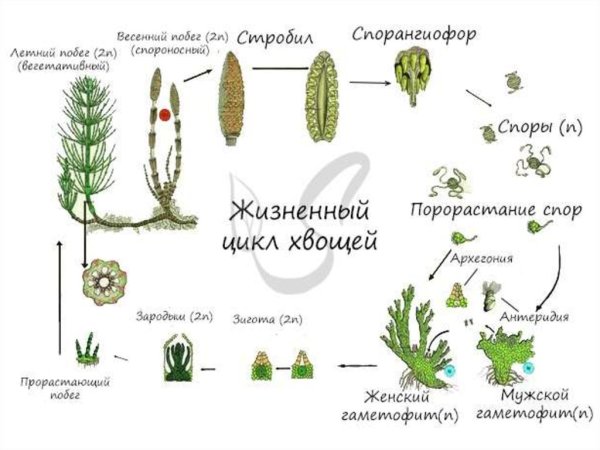 Жизненный цикл хвоща полевого схема