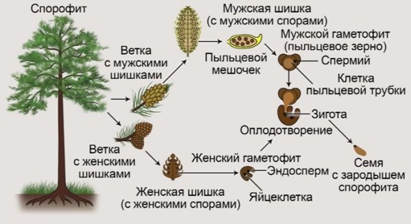 Циклы развития растений Голосеменные растения