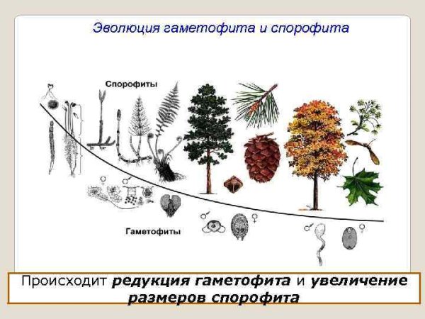 Эволюция гаметофита растений