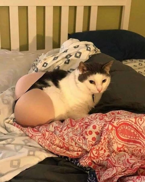 Попа котика