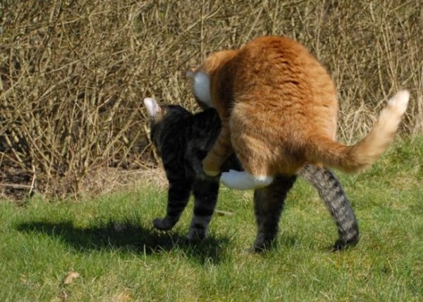 Коты дерутся
