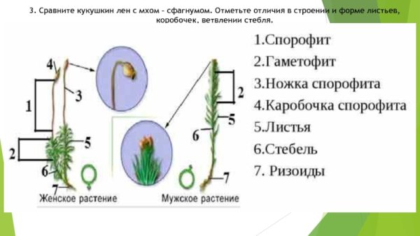 Геметофит Кукушкин лён