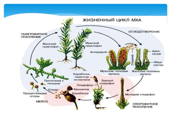 Жизненный цикл мха Кукушкин лен ЕГЭ