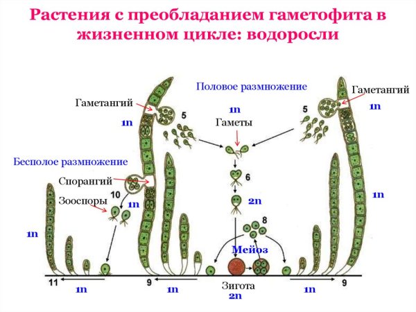 Цикл развития водорослей схема