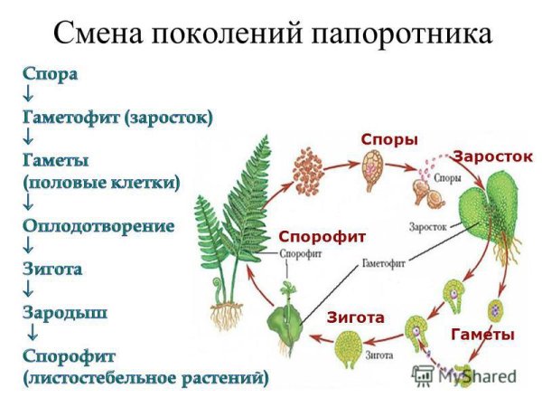 Папоротник Щитовник спорофит