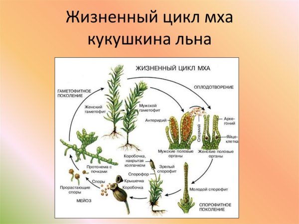Размножение мха Кукушкин лен