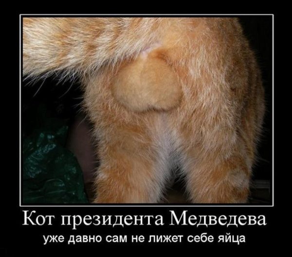 Смешные кошачьи яйца