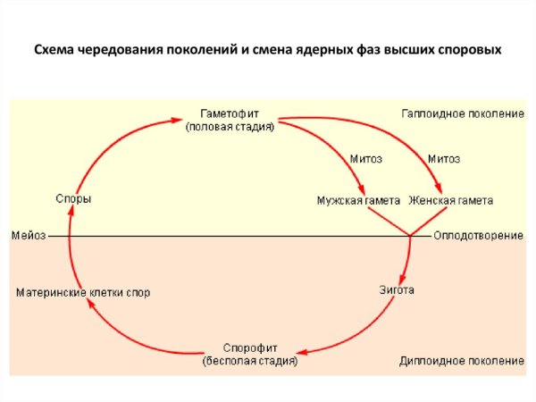 Схема чередования поколений у растений