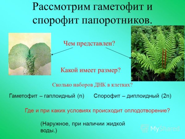 Гаметофит спорового растения