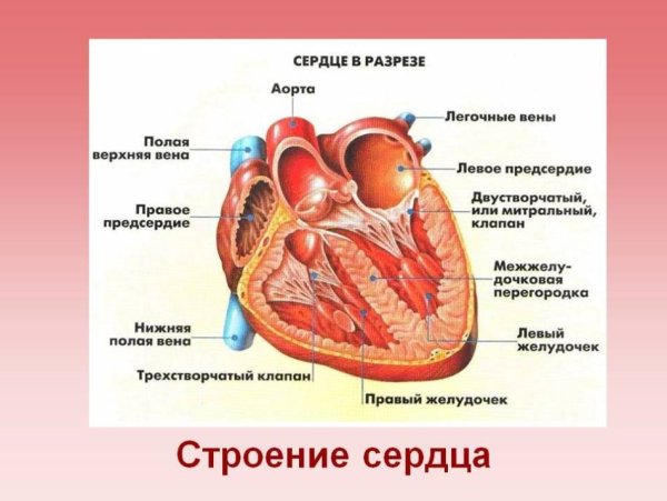 Анатомическое строение сердца человека