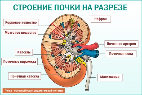 Схема строения почки на разрезе