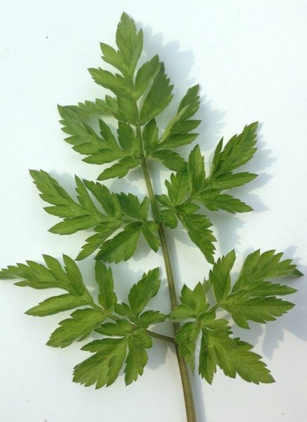 Daucus carota листья