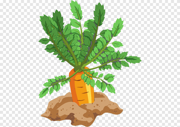 Морковь на белом фоне