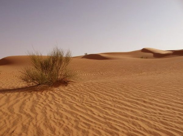 Зона пустынь (полупустыни и пустыни)