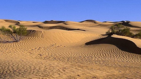 Пустыня для дошкольников