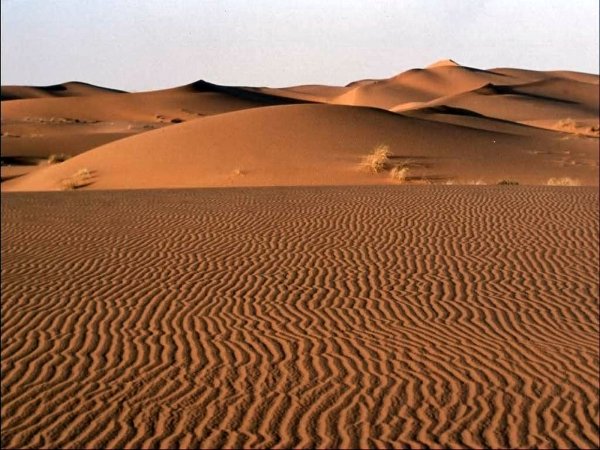 Природа зоны пустыни