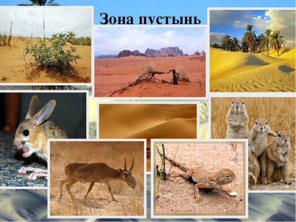 Тропические пустыни и полупустыни климат