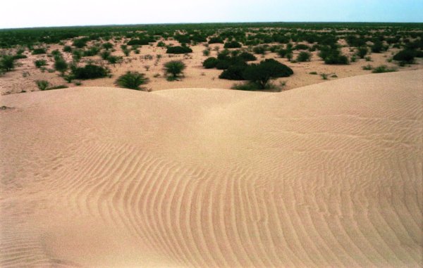 Пустыня Сечура Южная Америка