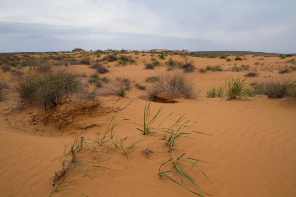 Астрахань полупустыня