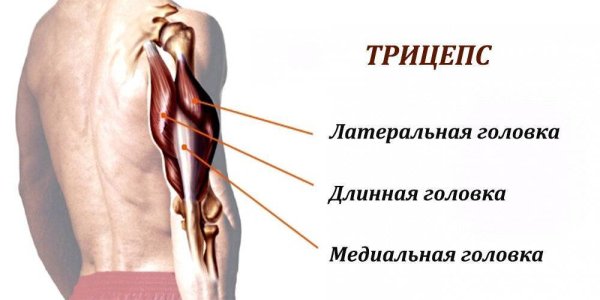 Андрей Клюзко бодибилдер